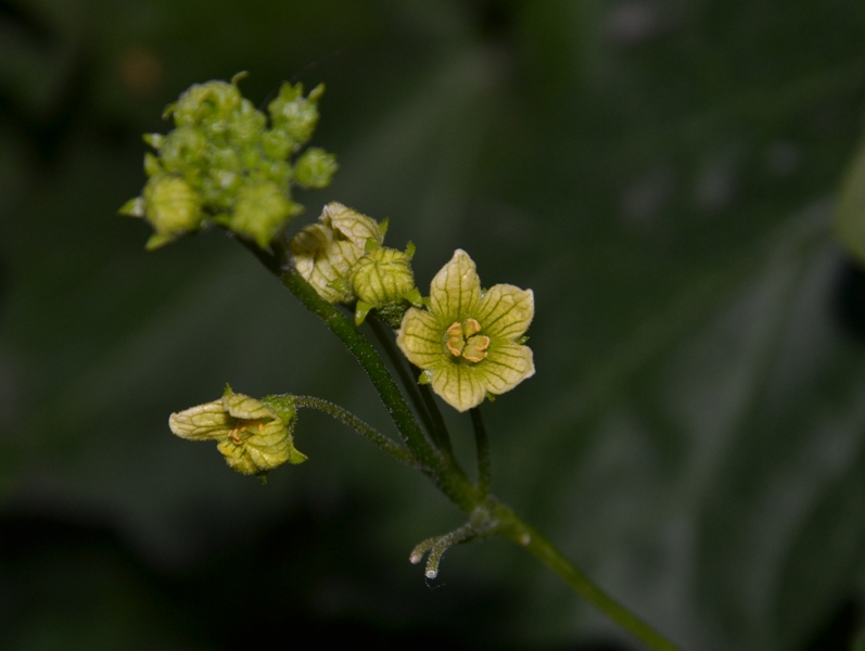 Image of Bryonia alba specimen.