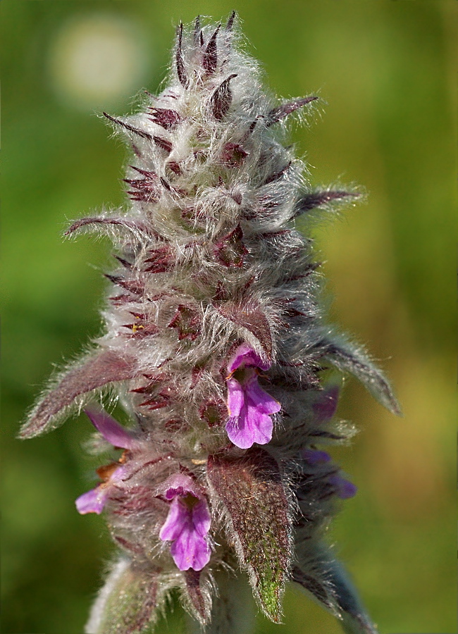 Image of Stachys germanica specimen.