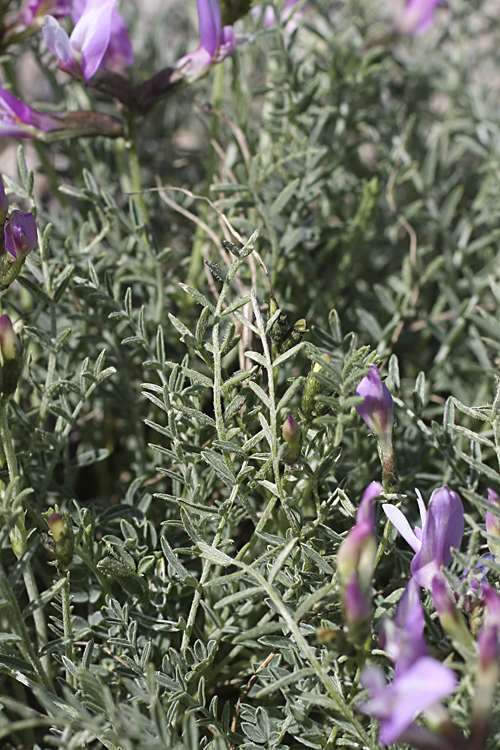 Image of Astragalus pachyrrhizus specimen.