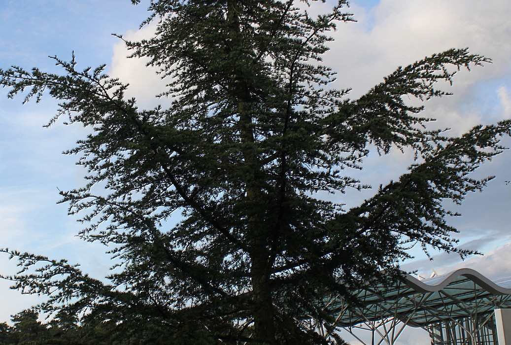 Image of Cedrus libani specimen.