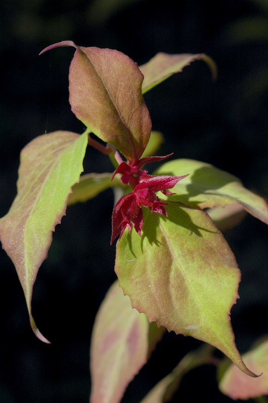 Image of Leycesteria formosa specimen.