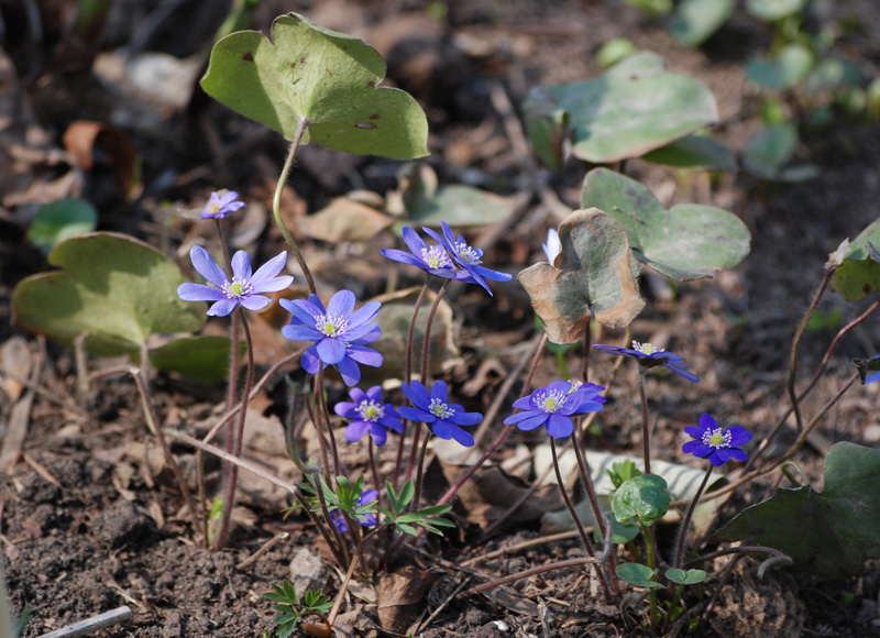 Image of Hepatica nobilis specimen.