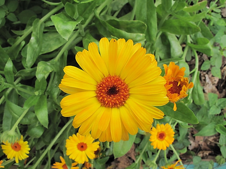 Image of Calendula officinalis specimen.