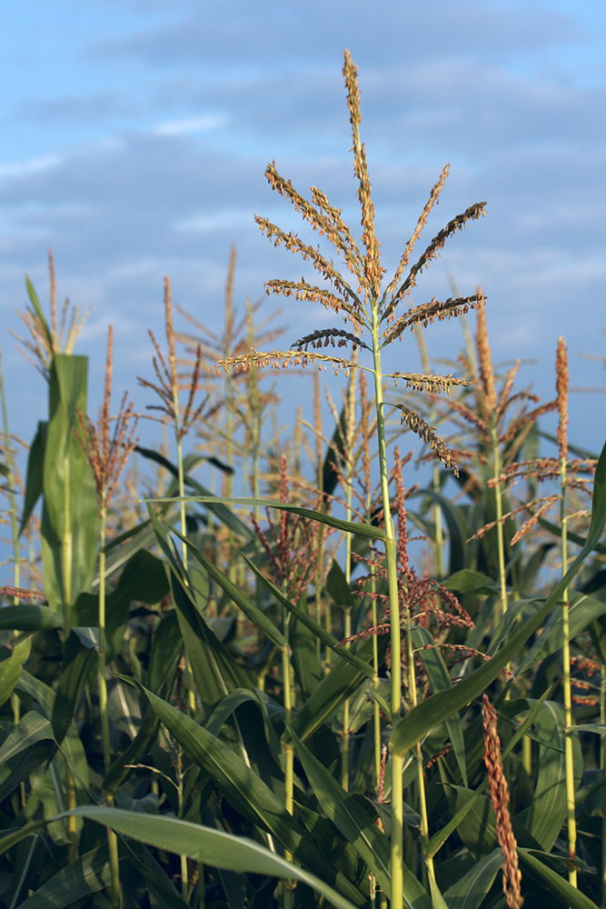 Изображение особи Zea mays.