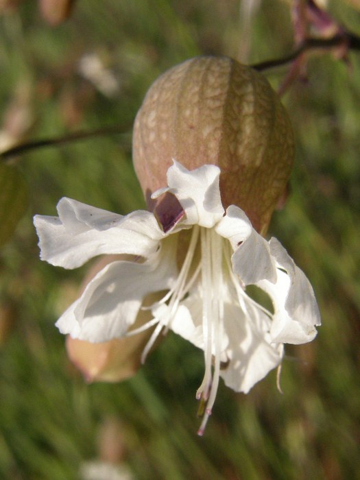 Image of Oberna behen specimen.