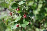 Cotoneaster melanocarpus