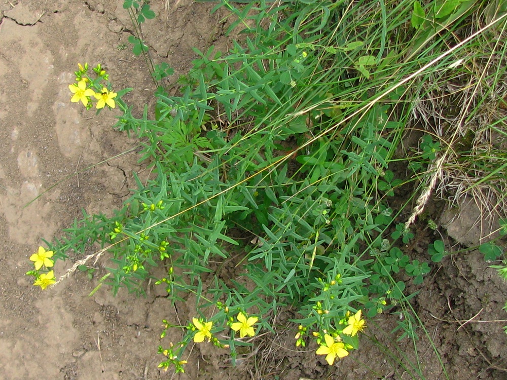 Image of Hypericum elegans specimen.