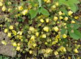 Potentilla fragarioides