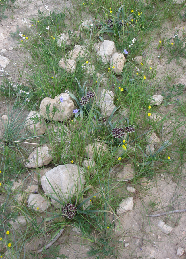 Image of Allium rothii specimen.