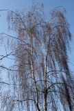 Betula pendula. Крона взрослого дерева. Германия, г. Кемпен, в городском саду. 05.03.2013.