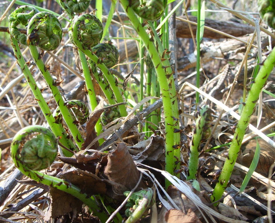 Image of genus Athyrium specimen.