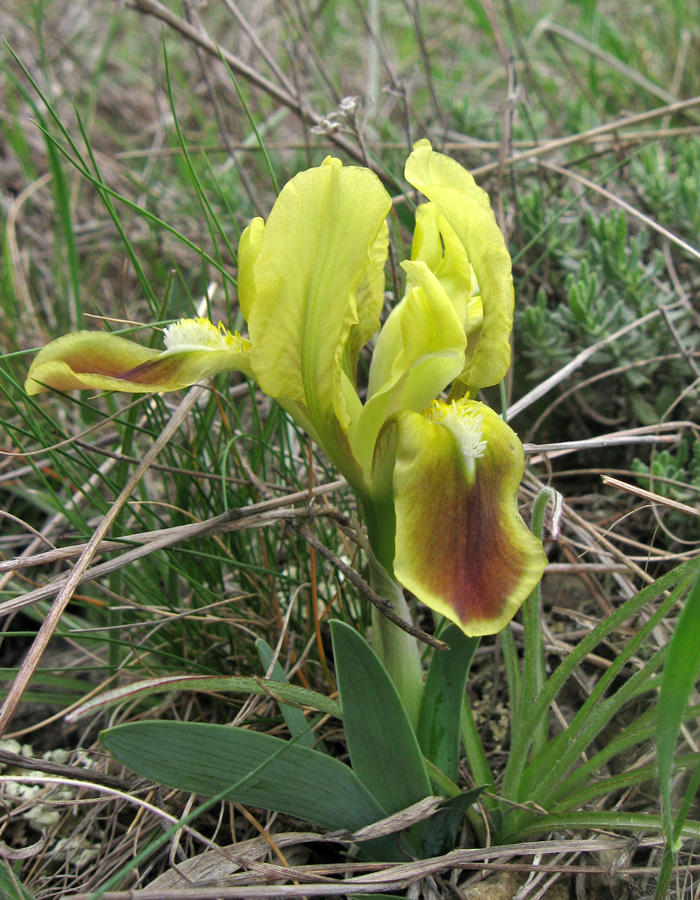 Image of Iris pumila specimen.