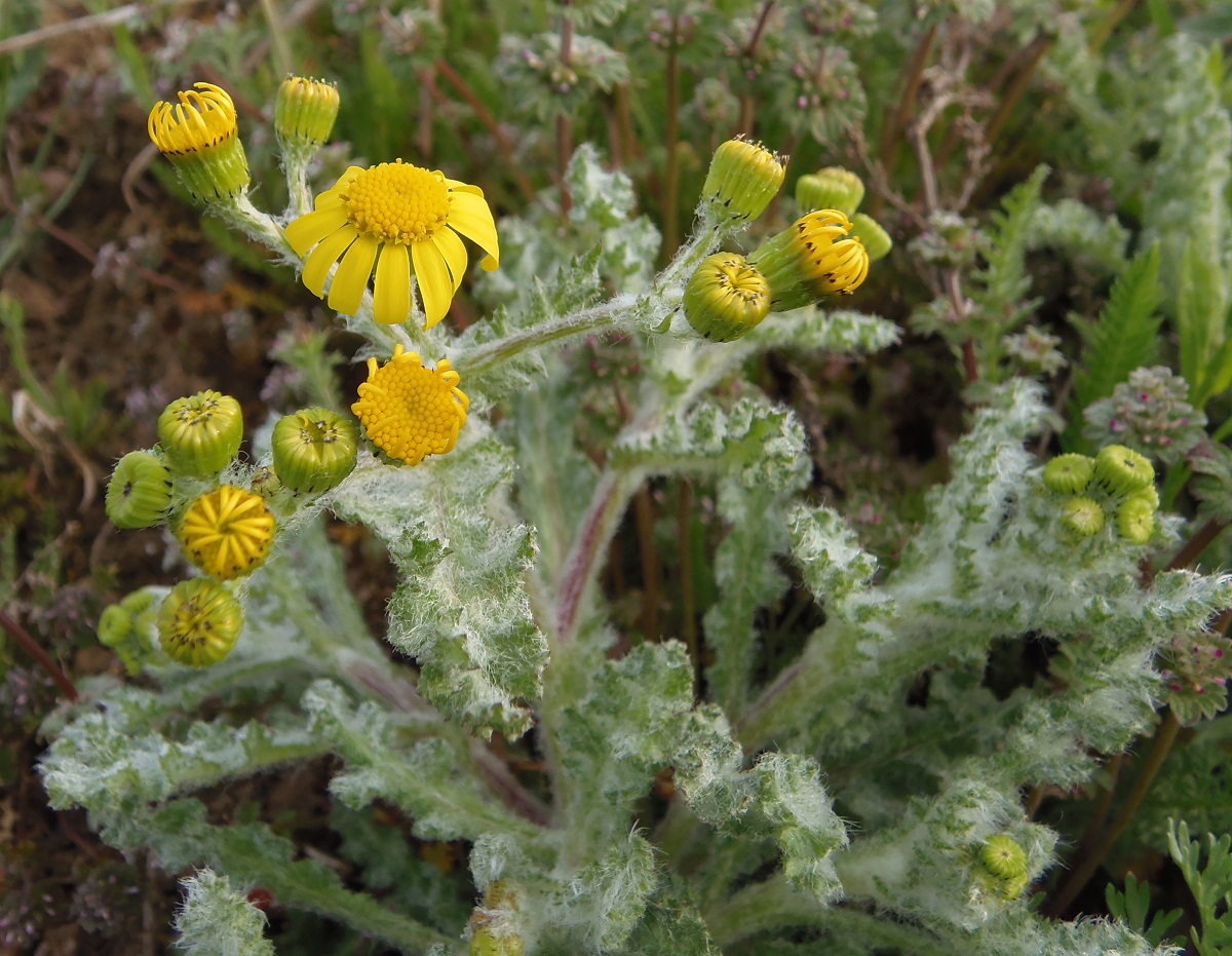 Изображение особи Senecio vernalis.