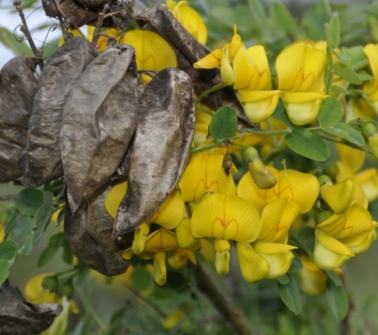 Image of Colutea cilicica specimen.