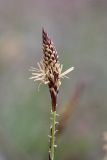 Carex macroura