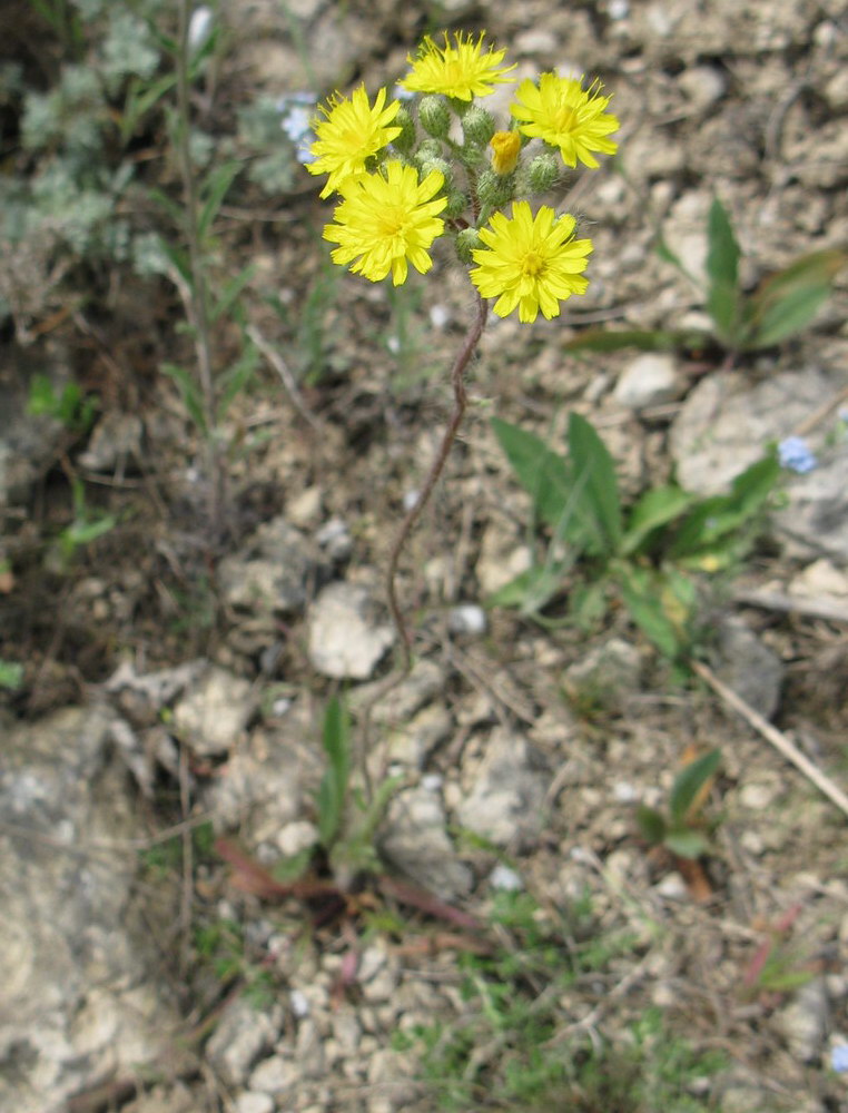 Image of genus Pilosella specimen.