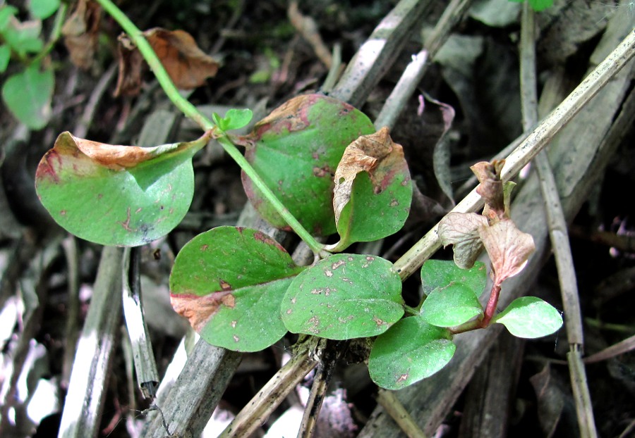 Изображение особи Lysimachia nummularia.