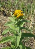 Inula germanica. Верхушка цветущего растения с жуками-златками. Крым, Карадагский заповедник, степной склон. 9 июня 2013 г.