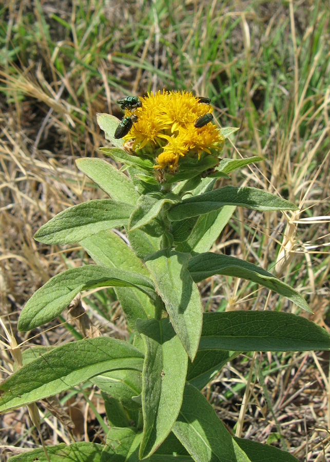 Image of Inula germanica specimen.