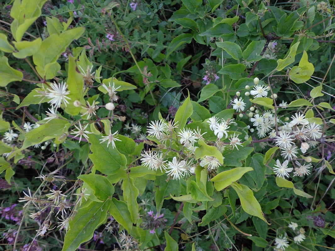 Изображение особи Clematis vitalba.