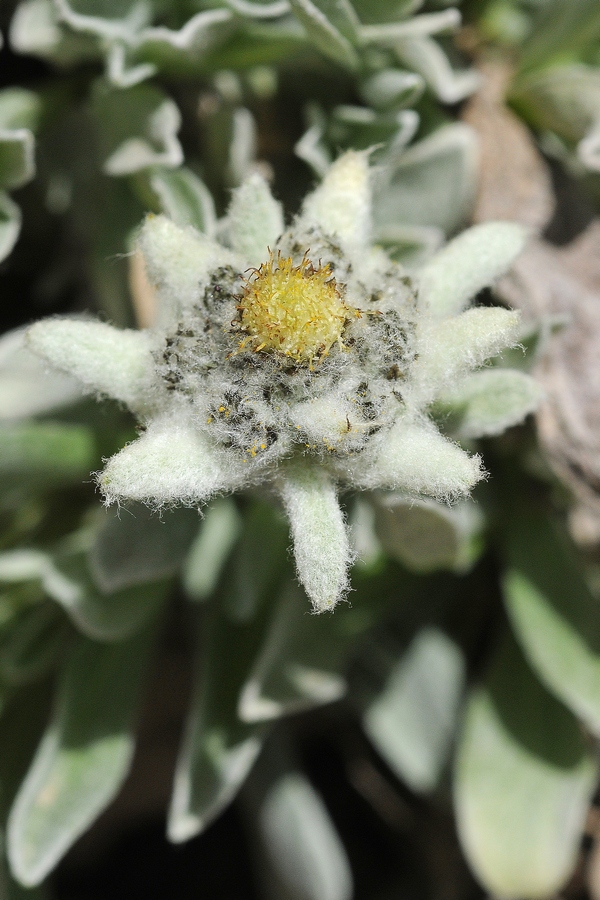 Image of Leontopodium ochroleucum specimen.