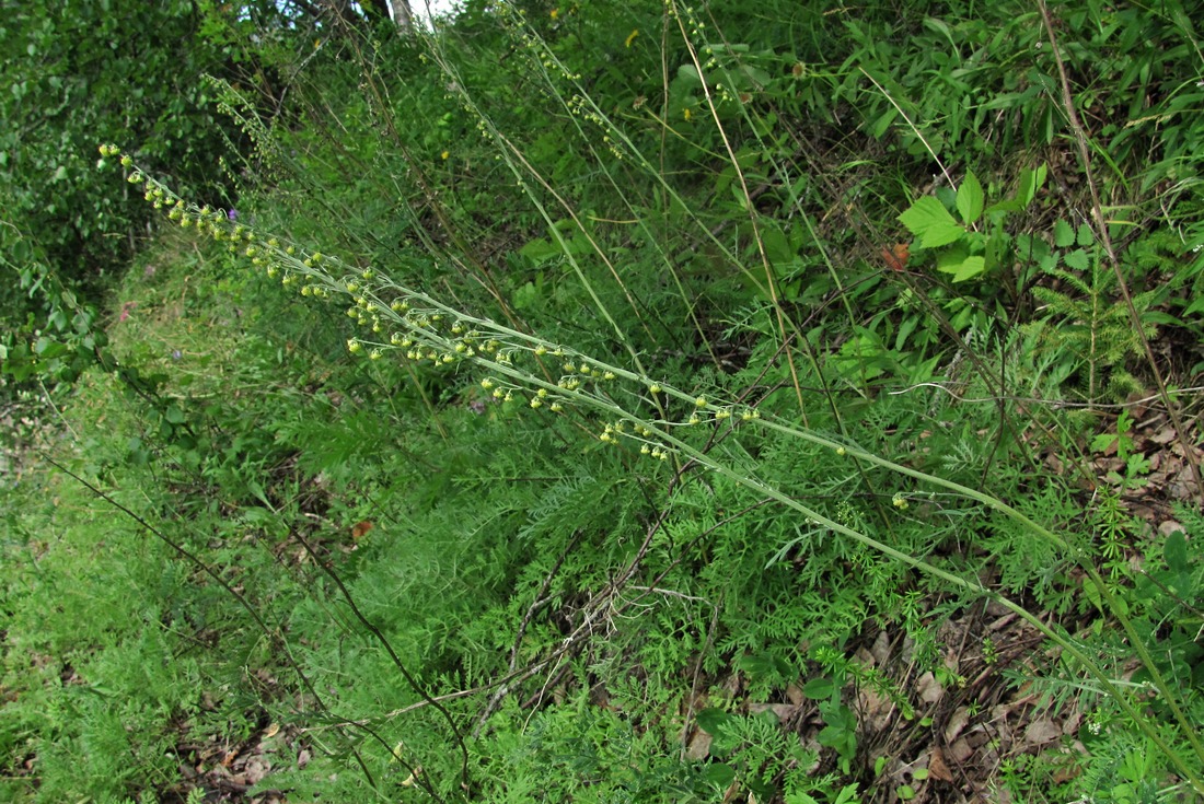 Image of Artemisia tanacetifolia specimen.