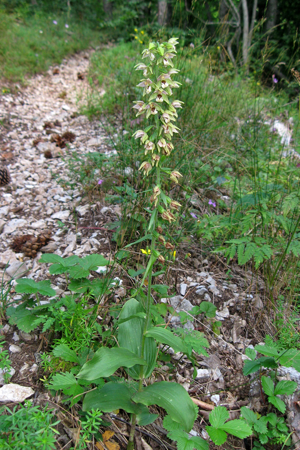 Image of Epipactis helleborine specimen.