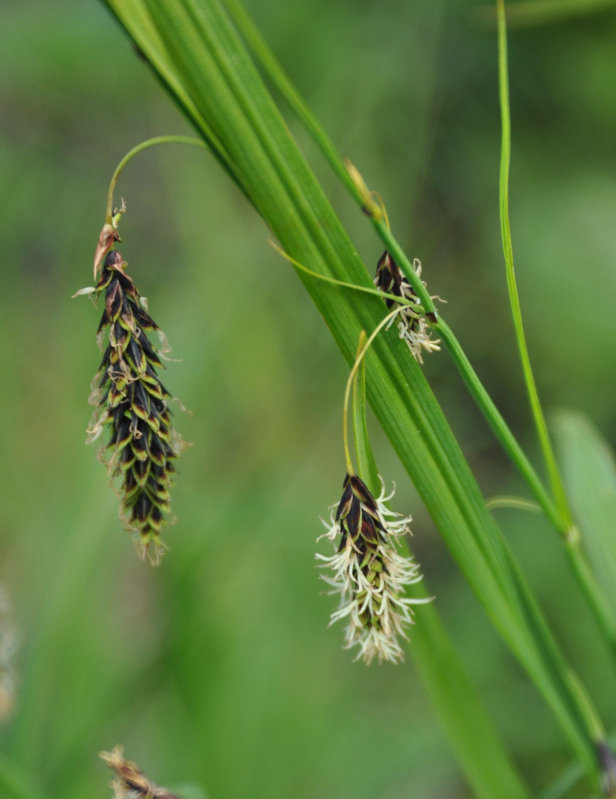 Image of Carex riishirensis specimen.