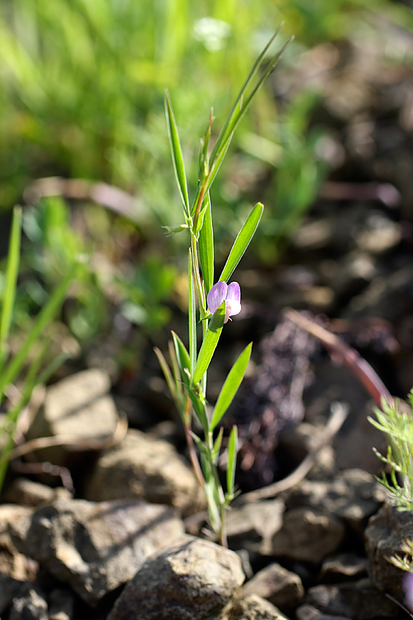 Image of Lathyrus inconspicuus specimen.