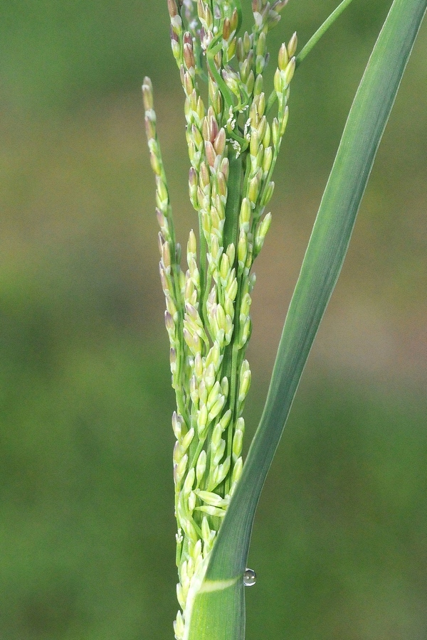 Image of Catabrosa aquatica specimen.