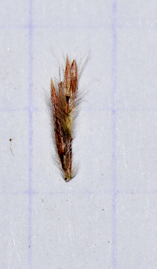 Image of Hyparrhenia hirta specimen.