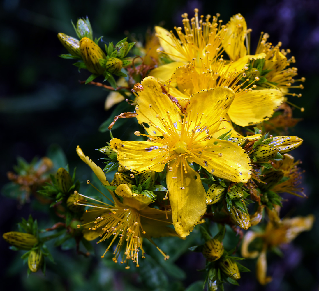 Image of genus Hypericum specimen.