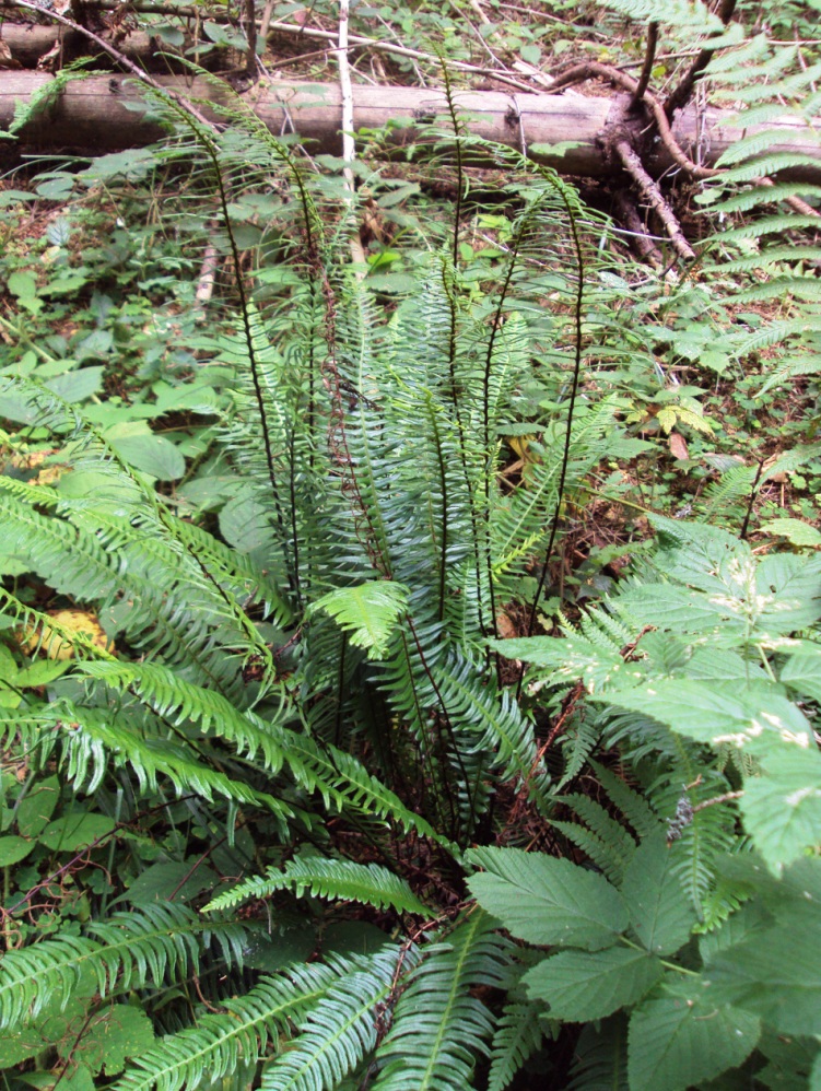 Image of Blechnum spicant specimen.