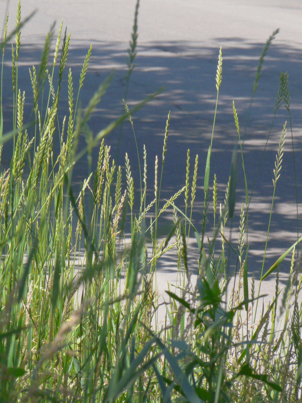 Image of Elytrigia repens specimen.