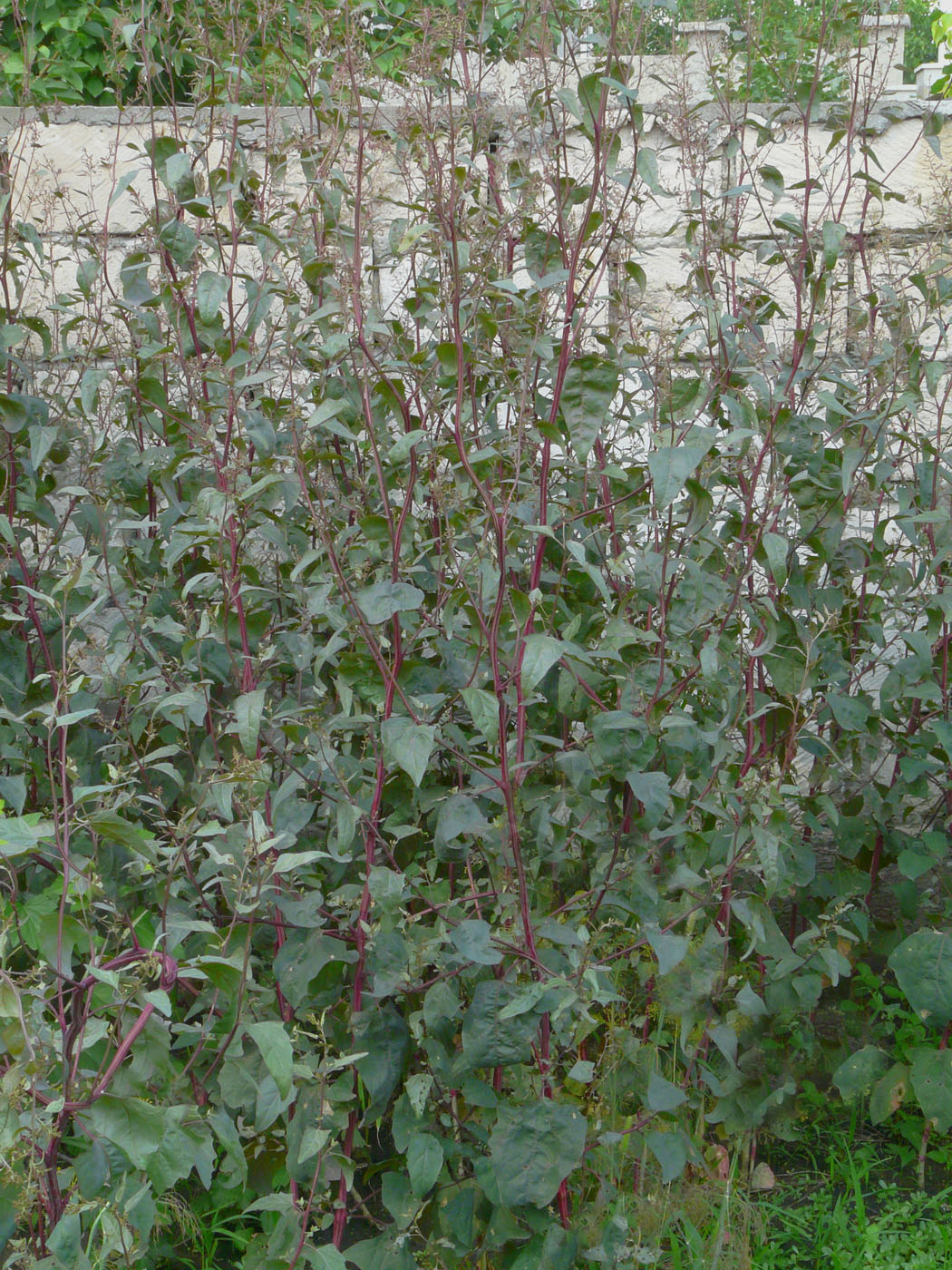 Image of Atriplex hortensis specimen.