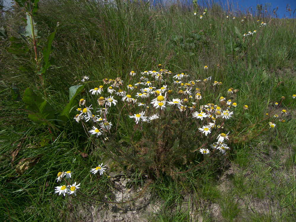 Изображение особи Tripleurospermum elongatum.