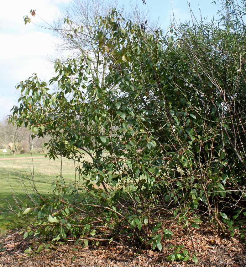 Image of Aristotelia chilensis specimen.