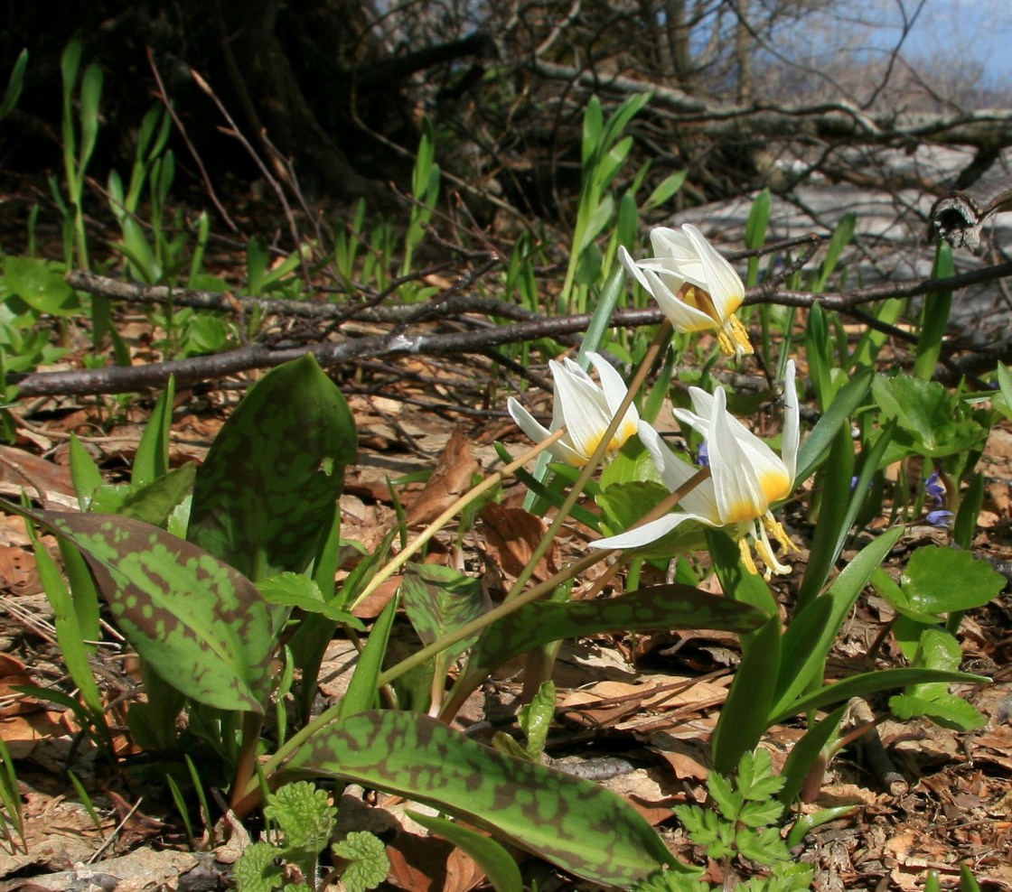 Image of Erythronium caucasicum specimen.