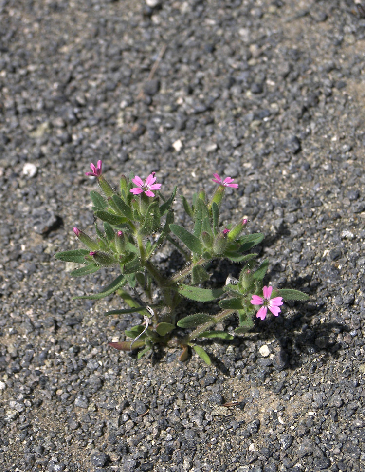 Image of Saponaria viscosa specimen.