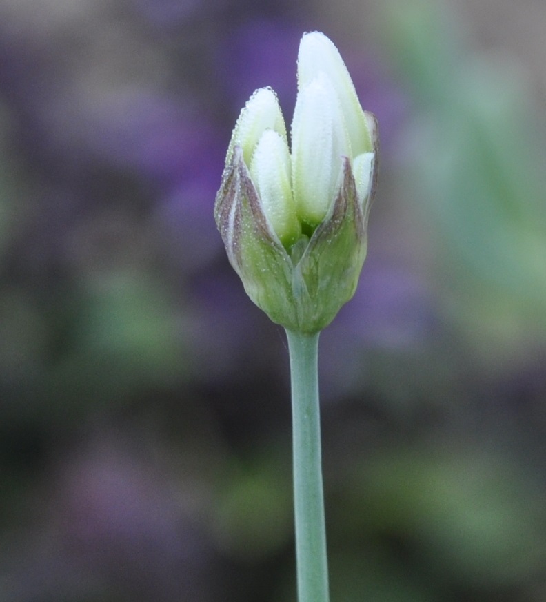 Image of genus Allium specimen.