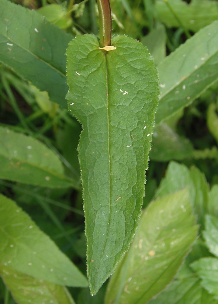 Изображение особи Campanula glomerata.