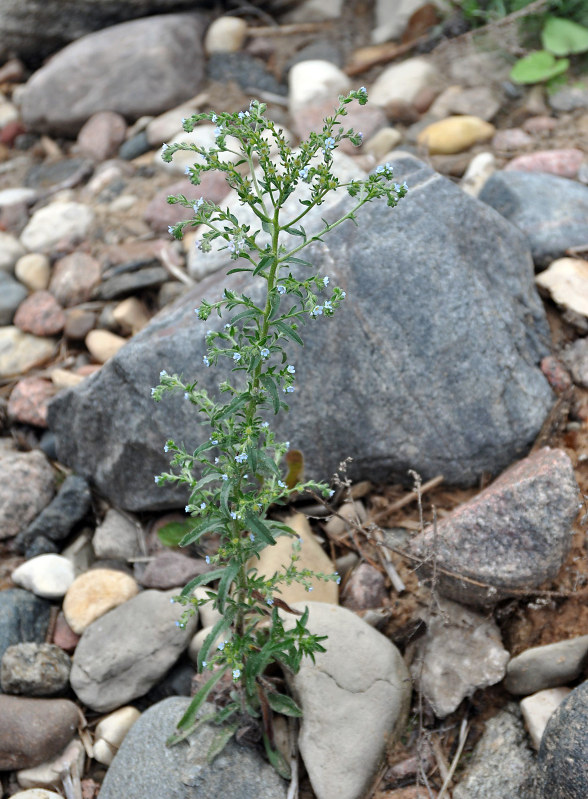 Image of Lappula squarrosa specimen.