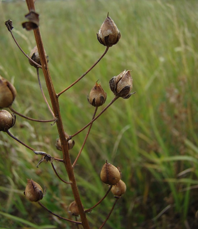 Image of Verbascum phoeniceum specimen.