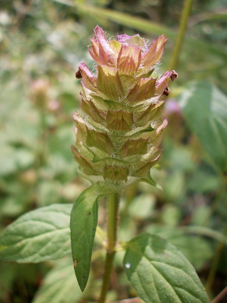 Image of Prunella vulgaris specimen.