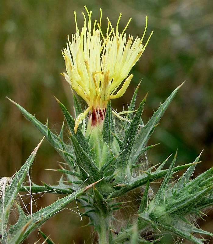 Image of Carthamus lanatus specimen.