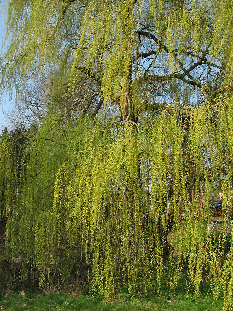 Image of Salix &times; sepulcralis specimen.