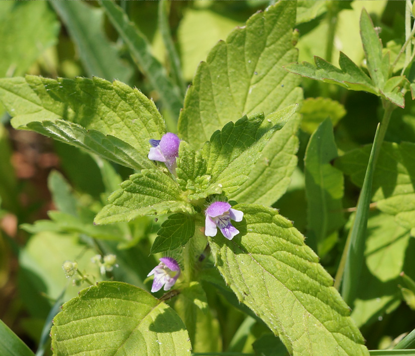 Изображение особи Galeopsis bifida.