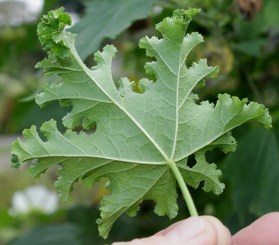 Изображение особи Malva verticillata var. crispa.