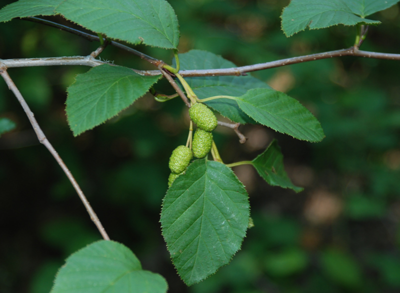 Image of Duschekia fruticosa specimen.