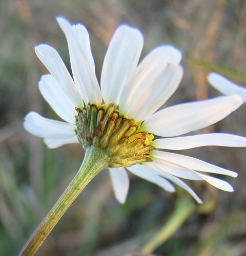 Image of Tripleurospermum inodorum specimen.